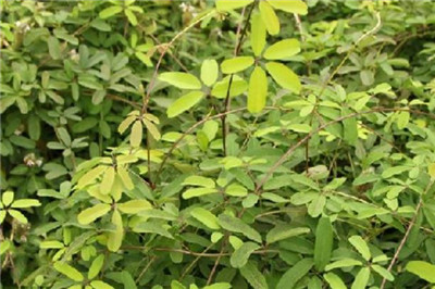 木通根的功效和作用及禁忌，木通根的食用方法和用法用量