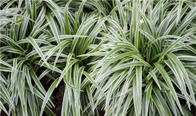 金边吊兰的养殖方法和注意事项，金边吊兰怎么养更旺盛-图片1