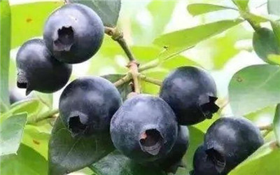 黑珍珠蓝莓品种介绍，黑珍珠蓝莓好吃吗-图片1