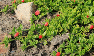 牡丹吊兰图片介绍，牡丹吊兰的养殖方法、花语寓意及功效和作用-图片1