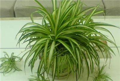 金心吊兰图片介绍，金心吊兰的养殖方法、花语寓意及功效和作用-图片1