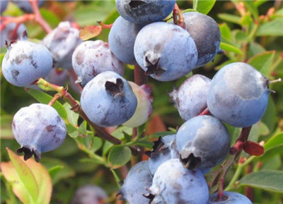 蓝莓适宜生长的土壤环境ph值在什么区间-图片1