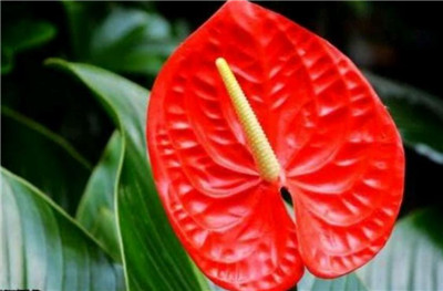 高考结束送什么花合适，高考结束送什么花最好-图片2