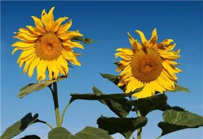 父亲节送花一般送什么花，父亲节送什么花合适-图片2