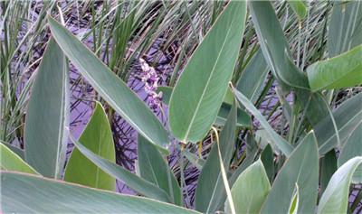 再力花资料介绍，老花匠带你认识再力花-图片2