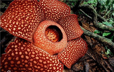 食人花吃人是真的吗，食人花真的会吃人吗-图片1