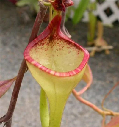 猪笼草资料介绍，3分钟了解猪笼草-图片2