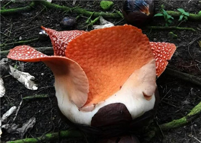 大王花资料介绍，老花匠带你认识大王花-图片2