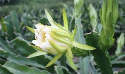 剑花资料介绍，老花匠带你认识剑花-图片2