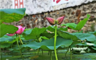 并蒂莲资料介绍，老花匠带你认识并蒂莲-图片2