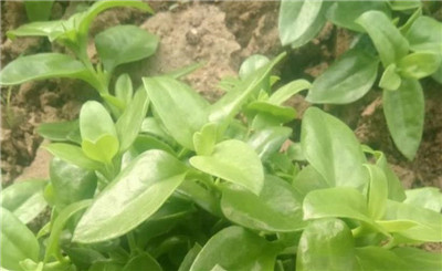 穿心莲种植方法和时间，穿心莲种植技巧-图片2