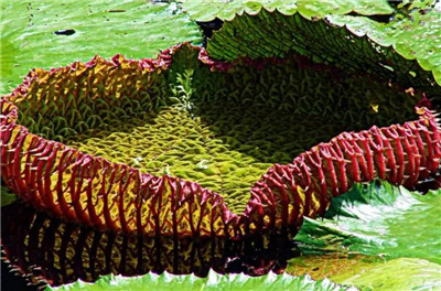 王莲资料介绍，老花匠带你认识王莲-图片2