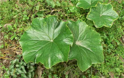 八角莲资料介绍，老花匠带你认识八角莲-图片2