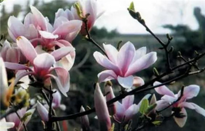 旱莲资料介绍，老花匠带你认识旱莲-图片2