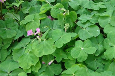 四叶莲资料介绍，老花匠带你认识四叶莲-图片2