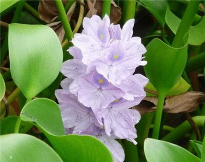 凤眼莲资料介绍，老花匠带你认识凤眼莲-图片2