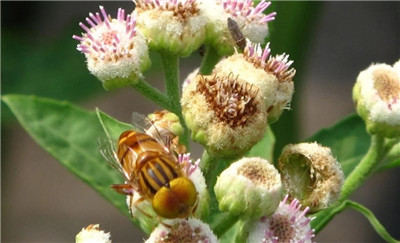 六棱菊资料介绍，老花匠带你认识六棱菊-图片2