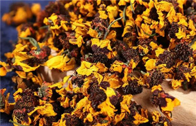 昆仑山雪菊资料介绍，老花匠带你认识昆仑山雪菊-图片2