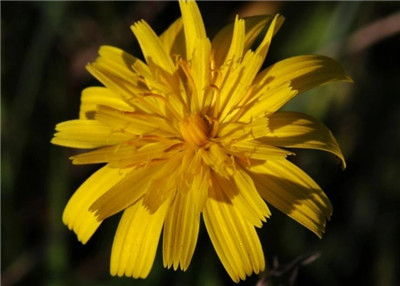 山柳菊资料介绍，老花匠带你认识山柳菊-图片2