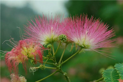 合欢花蜂蜜的功效和作用，合欢花蜂蜜的食用方法-图片2