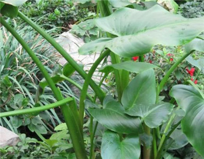 独角莲资料介绍，独角莲的功效和作用禁忌及食用方法-图片2