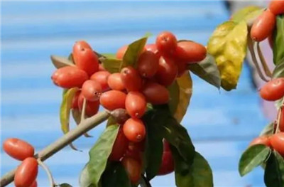 羊奶果资料介绍，羊奶果的功效和作用及禁忌，羊奶果的营养价值-图片2