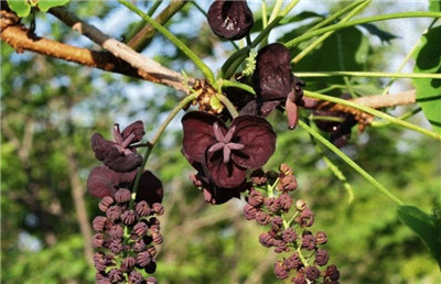 三叶木通资料介绍，三叶木通的功效和作用禁忌及食用方法-图片2