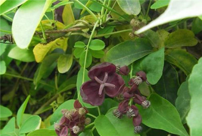 木通的功效与作用，快速了解木通的功效与作用及禁忌-图片2