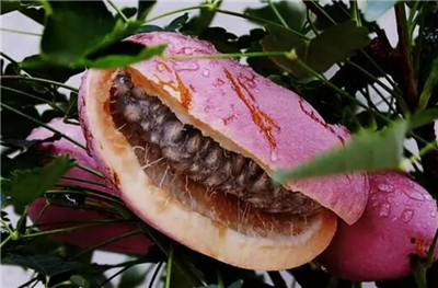 白木通资料介绍，白木通的功效和作用禁忌，白木通有毒吗-图片2