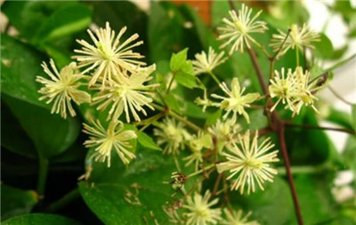 山木通图片，山木通的功效和作用禁忌及副作用，山木通有毒吗-图片2