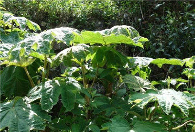 通草的副作用有哪些，3分钟了解通草的副作用和禁忌-图片2