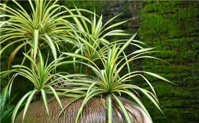 吊兰叶尖发黄的原因是什么，吊兰叶尖发黄的解决方法有哪些-图片2