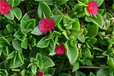 吊兰品种有哪些，盘点常见吊兰的种类-图片5