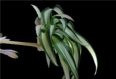 吊兰的图片，盘点常见种类的吊兰图片-图片4