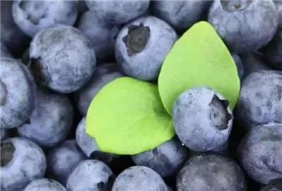 黑珍珠蓝莓品种介绍，黑珍珠蓝莓好吃吗-图片2