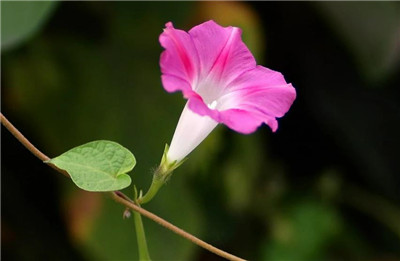 喇叭花图片欣赏，喇叭花图片是什么样子-图片1