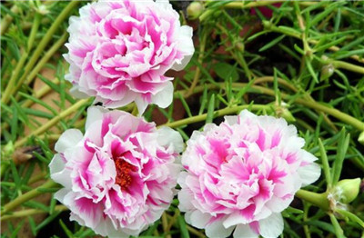 圣诞节送什么花最好，圣诞节送什么花合适-图片2