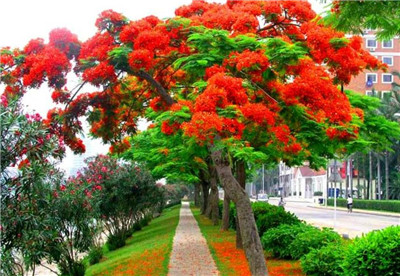凤凰花花语是什么，凤凰花花语和寓意-图片1