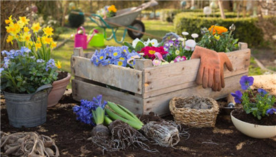 花的种类有哪些，花的种类大全-图片2