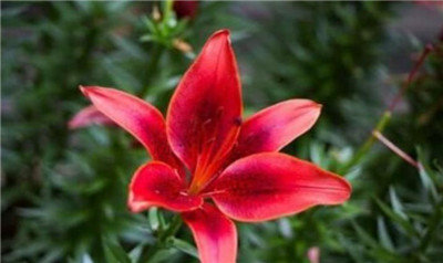 520送什么花最好，520送什么花最合适-图片3