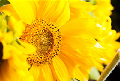 高考结束送什么花合适，高考结束送什么花最好-图片1