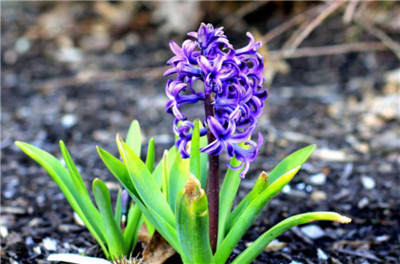 道歉送什么花最好，道歉送什么花最合适-图片2