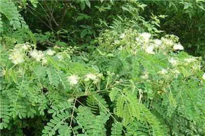 合欢花的花语和寓意是什么，合欢花的由来和传说-图片1