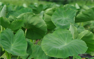 独角莲资料介绍，独角莲的功效和作用禁忌及食用方法-图片3