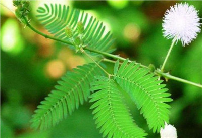 十大最毒的花是什么，盘点十大最毒的花-图片3