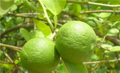 西柚汽水的做法大全，西柚汽水怎么做好喝又简单-图片1