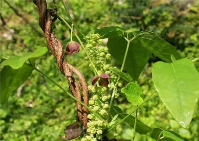 三叶木通资料介绍，三叶木通的功效和作用禁忌及食用方法-图片3