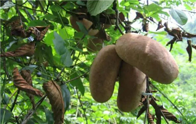 白木通资料介绍，白木通的功效和作用禁忌，白木通有毒吗-图片3