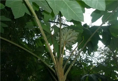 通草的副作用有哪些，3分钟了解通草的副作用和禁忌-图片1