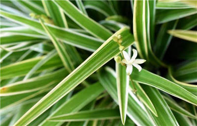 金边吊兰的养殖方法和注意事项，金边吊兰怎么养更旺盛-图片2